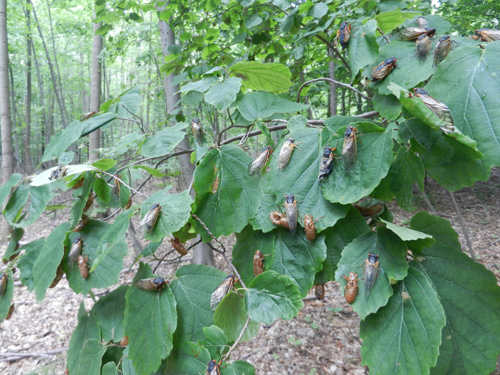 new adult cicada